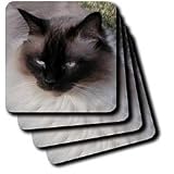 Cats - Siamese Cat - Coasters