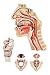 Organs of Speech wall chart 84x118 cm