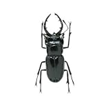 ハイマウント Bugs Magnet ミヤマクワガタ 25102/