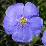 Linum perrene (Blue Flax) - Bulk Wildflower Seeds