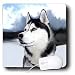 Dogs Siberian Husky - Siberian Husky - Mouse Pads