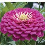 Lilac Zinnia (Special) - 80 Seeds