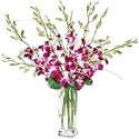 Flowers - Dendrobium Orchids