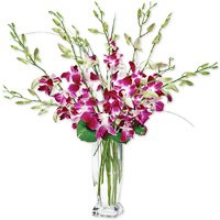 Flowers - Dendrobium Orchids by 