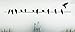 Birds On A Wire-Home Decor-Wall Sticker Decal-Wall Art-Wall Decor-38 INCHES-Twelve Birds-Wall Sayings-Famous Quotes
