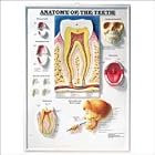 Anatomy of the Teeth 3D Raised Relief Chart by  Anatomical Chart Company