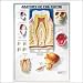Anatomy of the Teeth 3D Raised Relief Chart