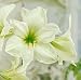 Amaryllis GREEN GODDESS