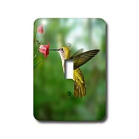 Birds - Hummingbird - Light Switch Covers - single toggle switch