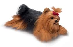 YORKSHIRE TERRIER YOMIKO CLASSIC PLUSH TOY 17"