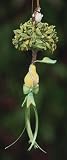 Krinkles 12 Days of Christmas Partridge in a Pear Tree Ornament
