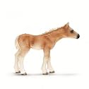 Haflinger Foal