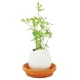 Eggling - Herb - Italian Parsley