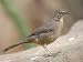 Curve-Billed Thrasher at the Omaha Zoo, Nebraska Art Styles Photographic Poster Print by Joel Sartore, 12x9