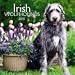 dogs46  - Irish Wolfhounds 2010 Wall Calendar