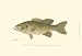 Small-Mouthed Black Bass Animals Art Poster Print by Denton, 19x13
