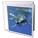 Kike Calvo Shark - Great White Shark - Greeting Cards-6 Greeting Cards with envelopes