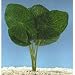 Lotus Plant - 8 in.
