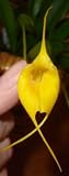 Masdevallia Claude orchid Blooming Size