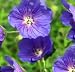 Garden Perennial-Geranium 'Brookside' P9 Blue Flowers