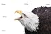 'Bald Eagle Isolated' Wall Decal Removable Graphic
