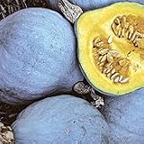 Organic Blue Ballet Squash - 25 Seeds - Heirloom - B001ICX2M2