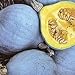 Organic Blue Ballet Squash - 25 Seeds - Heirloom