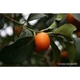 Nagami Kumquat Tree Low Bush Form