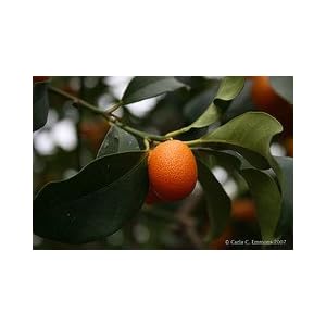 Nagami Kumquat Tree Low Bush Form by Monrovia Growers by 
