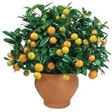 2-3 Year Old Calamondin Orange Tree in Grower's Pot, 5 Year Warranty