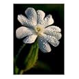 Dewy Lychnis Botanical Photographic Poster Print by Viking, 16x20