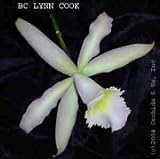 Bc Lynn Cook 288H