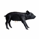 Areaware Pig Bank, Limited Edition