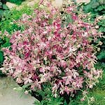SUTTONS SEEDS: Night Scented Stock Matthiola Bicornis Seeds (1,600 seeds)