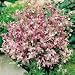 SUTTONS SEEDS: Night Scented Stock Matthiola Bicornis Seeds (1,600 seeds)