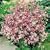 SUTTONS SEEDS: Night Scented Stock Matthiola Bicornis Seeds (1,600 seeds)