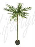 Eigenschaften Terrapalme  / Areca de luxe 310 cm Höhe Areca de luxe 310 cm Höhe