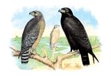 Red Shouldered Hawk or Buzzard, American Rough-Legged Hawk - Paper Poster (18.75 x 28.5)