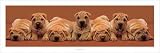 Sharpel Pups Art Poster PRINT Keith Kimberlin 36x12