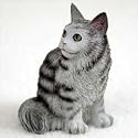 Maine Coon Slvr Tabby Tiny One