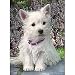 Ravensburger Puzzle - White Yorkie With Purple Flowers (500 pieces)