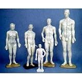 Human Acupuncture Models, Male, 24