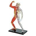 Human Muscle and Skeleton Model