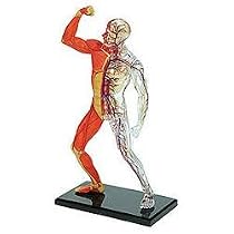 Human Muscle and Skeleton Model