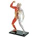 Human Muscle and Skeleton Model