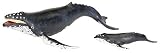 Safari: Humpback Whale Adult