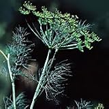 Organic Dukat Dill 100 Seeds – Anethum – Herb
