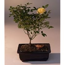 Bonsai Boy's Flowering Mini Rose Bonsai Tree<br>Tiny Yellow