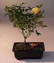 Bonsai Boy's Flowering Mini Rose Bonsai Tree<br>Tiny Yellow