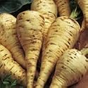 SUTTONS SEEDS: Parsnip White Gem Seeds (600 seeds)